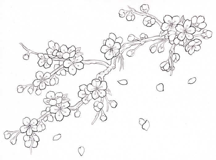 Cherry blossom drawing branch tree