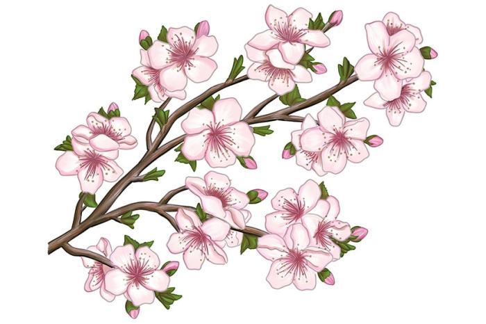 Dessin fleurs de cerisier japonais