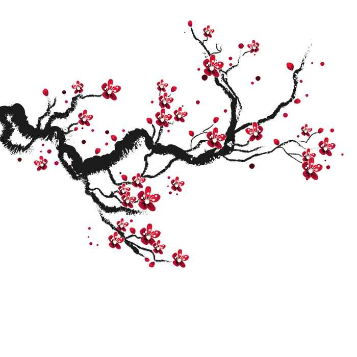 Fleurs de cerisier japonais dessin