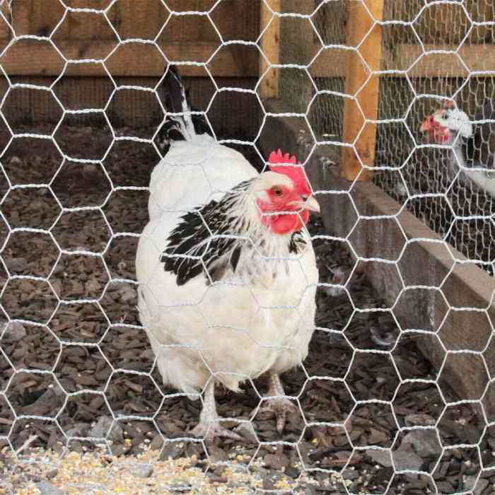 Mesh wire hexagonal chicken coop inch fence hot sale