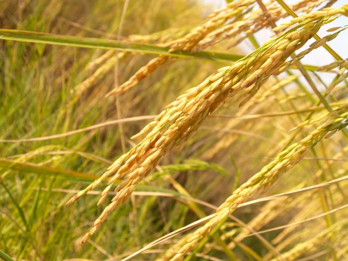 Bunch pointer grains