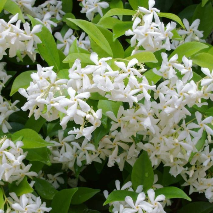 Jasmine flower indoors growing plant star chinese bengal west state season grow night fragrant flowers jasmin flowering confederate china vining