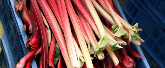 Rhubarb dividing divide splitting veger edible