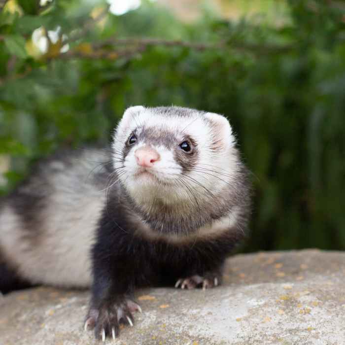 Furet plomberie bricorama