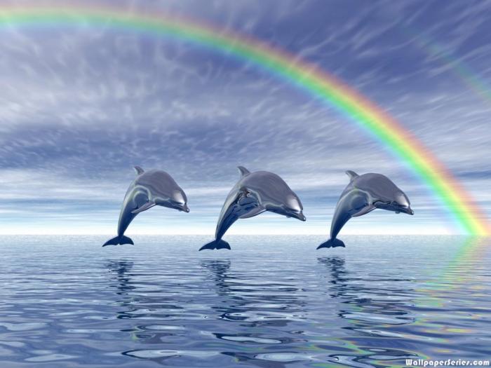 Delphin ou rainbow