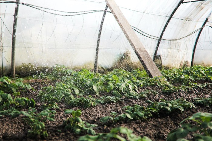 Polycarbonate greenhouse greenhouses 10mm