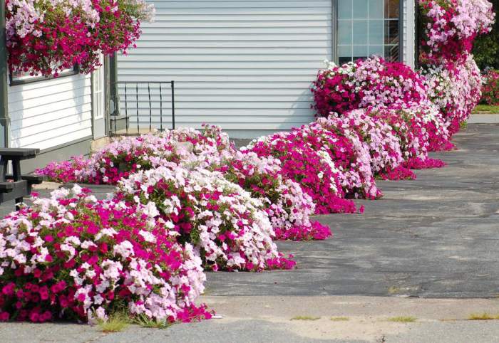 Fleur vivace pour bordure