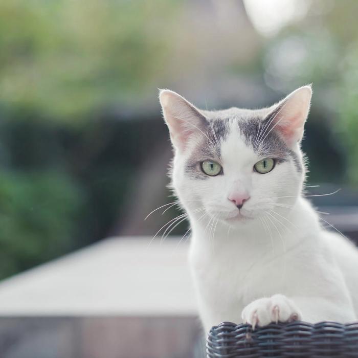 Sedari gris et blanc