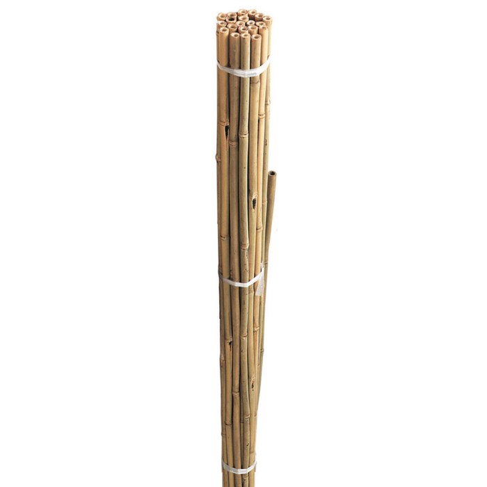 Bamboo canes thick gardenersdream 8ft