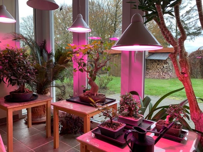 Lampe horticole led bonsai