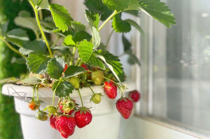 Strawberries indoors