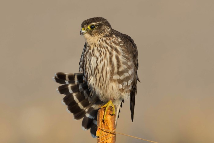 Filet oiseau leroy merlin