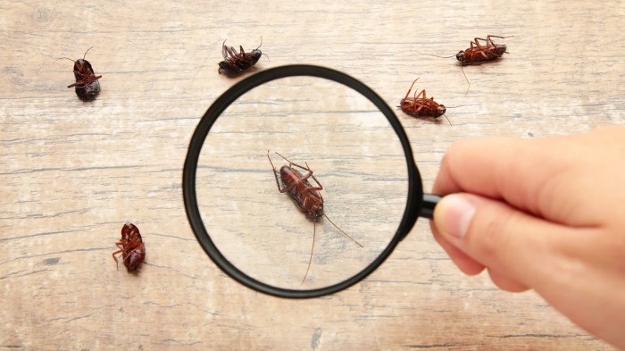 Cockroaches do german hide where trap pest control