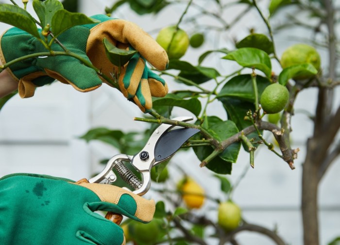 Pruning shrub prune professionals