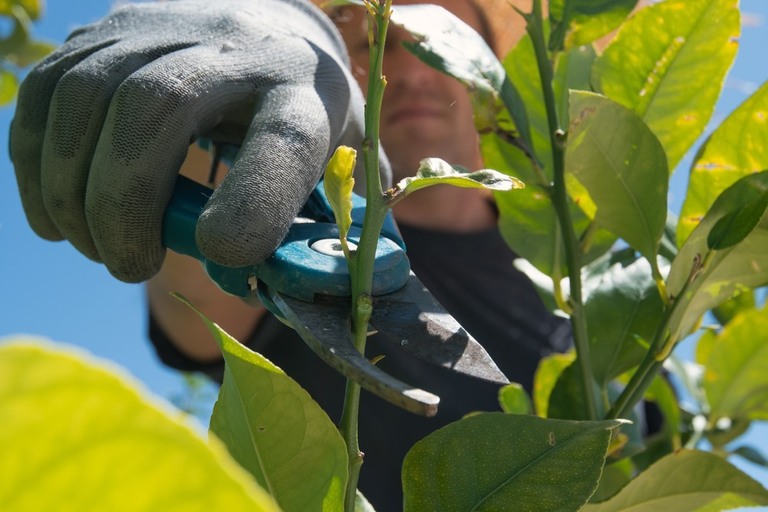 Tailler un citronnier en pot