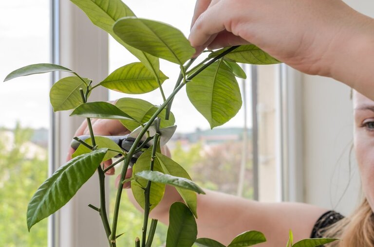 Pruning prune limone potatura alberi potare albero frutto quando citrus meyer degli consigli pianta attrezzi potted vaso gardening impara tagliare