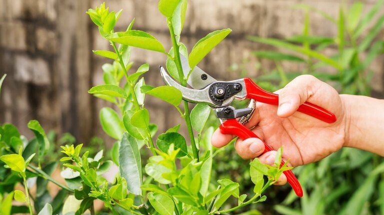 Tailler un citronnier en pot