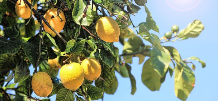 Pruning limone prune potatura alberi trees potare frutto when citrus meyer consigli pianta attrezzi plants regole vaso potted gardening tagliare