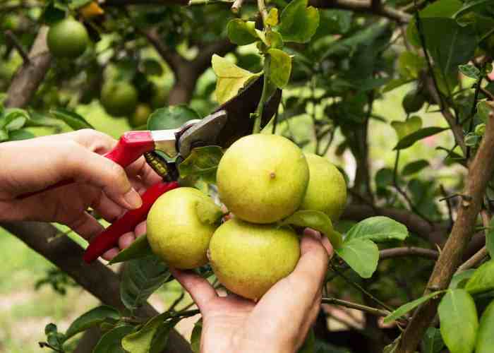 Lemon tree pruning