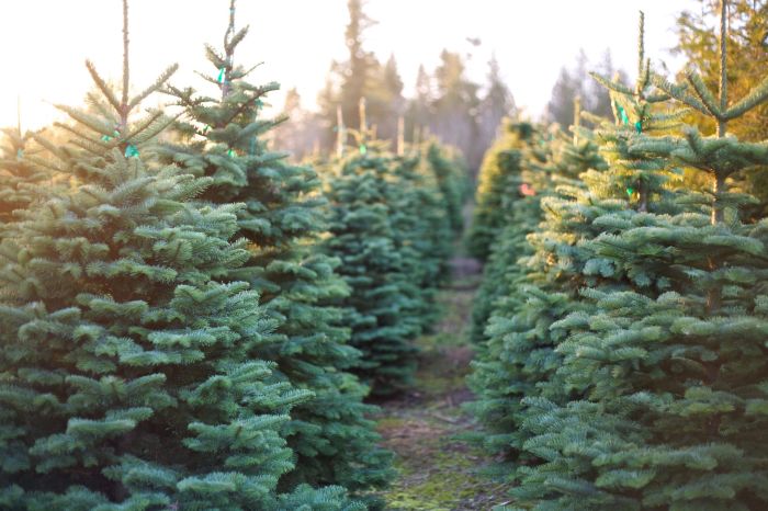 Sapin de noel naturel auchan