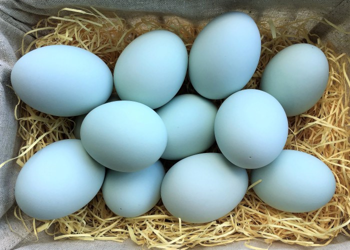 Duck blue eggs large