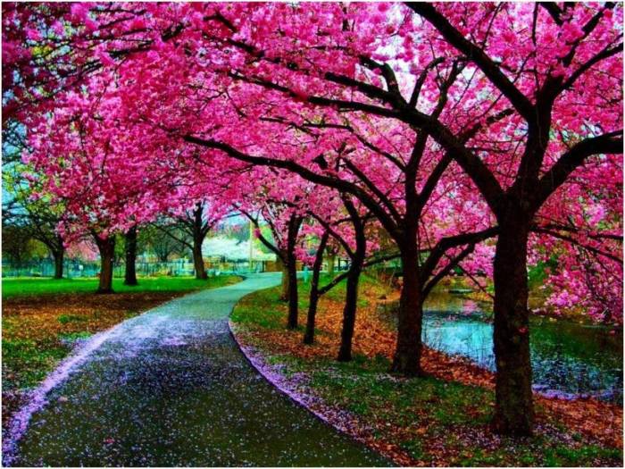 Cherry blossom japan tree nature wallpapers pathway sakura wallpaper spring beautiful path park hd trees blossoms pink enchanting places windows