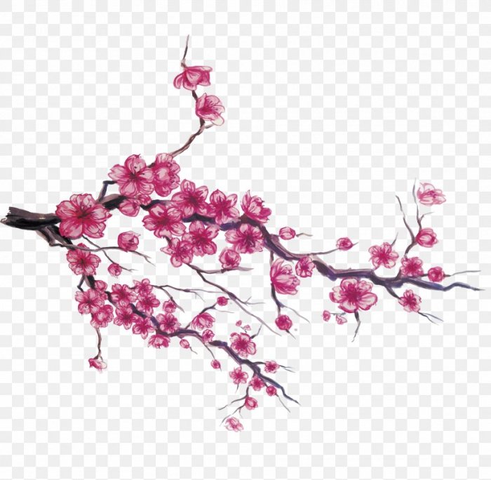 Dessin fleurs de cerisier japonais