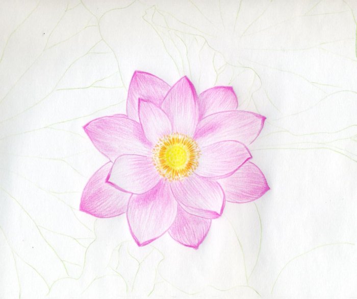 Fleur japonaise dessin