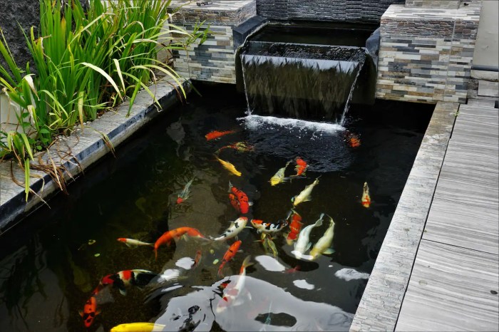 Pond minimalist fish kolam ikan koi top backyard ideas garden ponds small article gardens