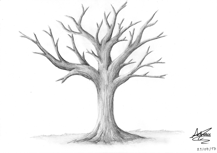 Dessin dun arbre sans feuille