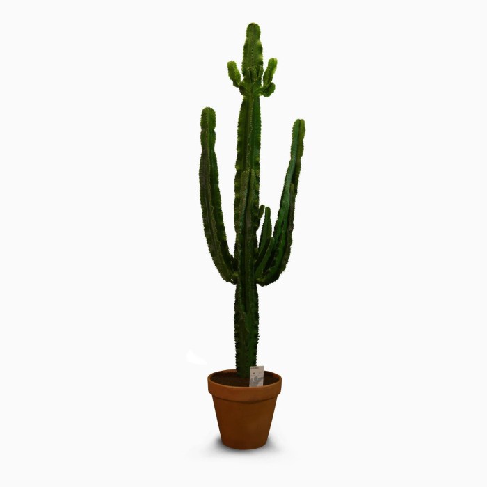 Leroy merlin cactus