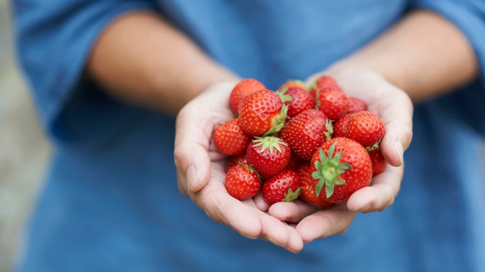 Indoors strawberries growing fresa fresas eljardin gardeningknowhow caring fragole piante interiores cultivar fragola coltivare suggerimenti appartamento ilgiardino potted