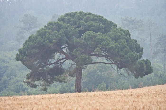 Tailler un pin parasol