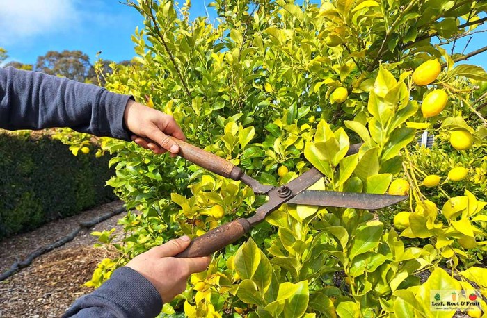 Pruning prune branches