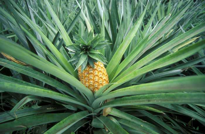 Pineapple plant house plants ananas bakker