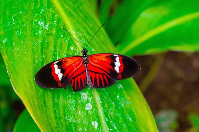 Bureau rouge fly