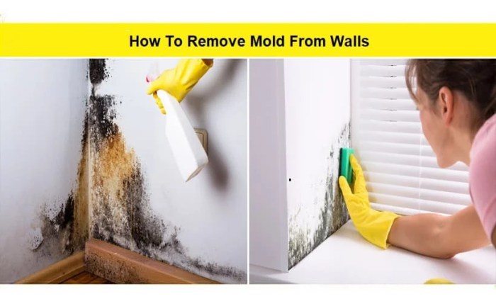 Mold remove housewifehowtos