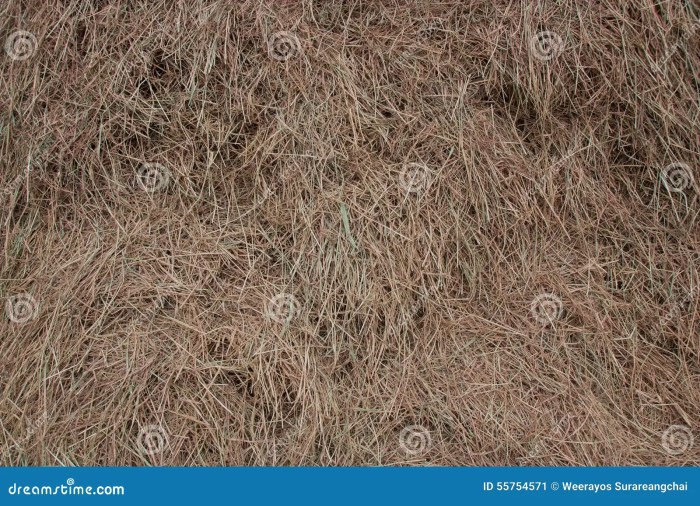 Rice straw harvest harvesting field close background stock vehicle