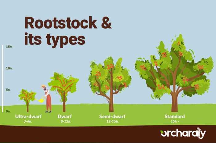 Rootstock plant rootstocks article does diseases plants