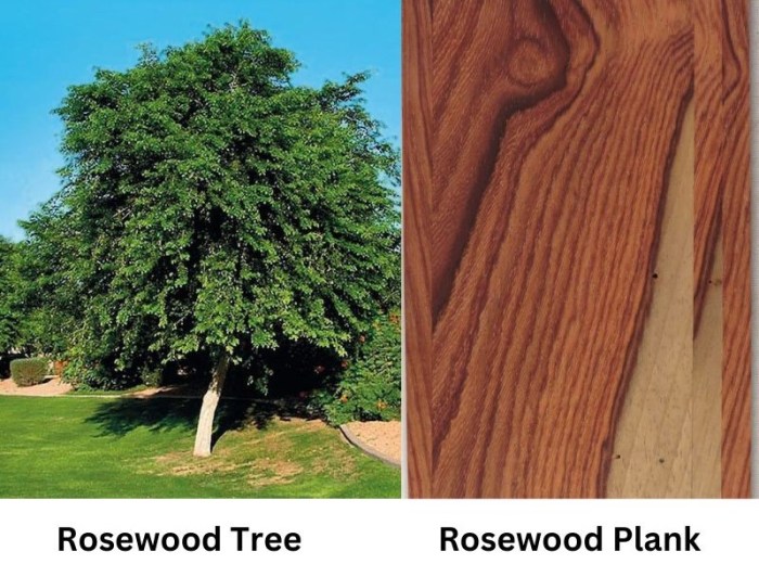 Rosewood trees