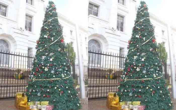 Sapin de noel cultura