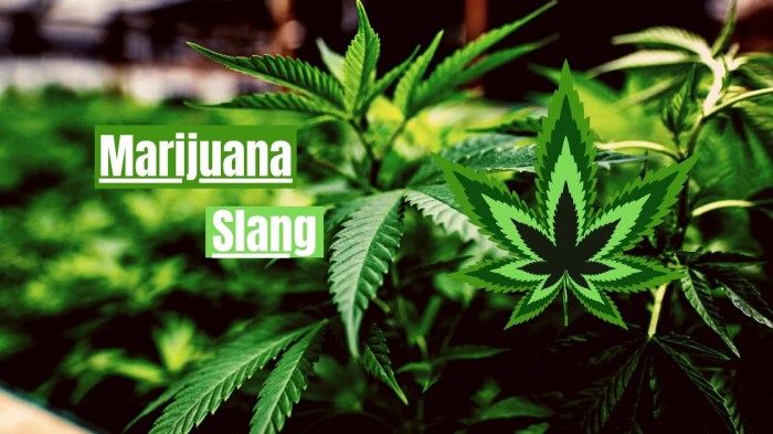 Marijuana slang nicknames names street