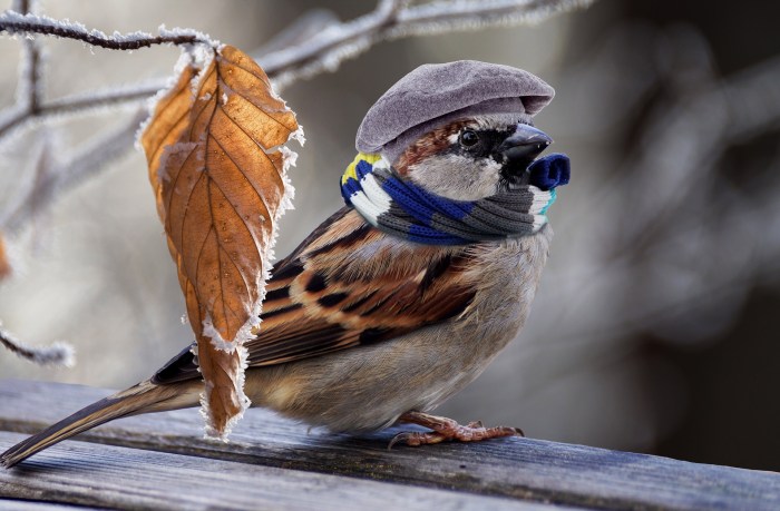 Songbirds bird georgia breasted sparrow finch finches cheerful