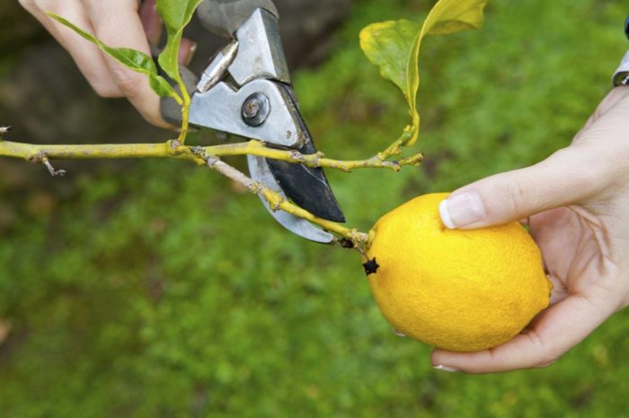 Comment tailler un citronnier et quand