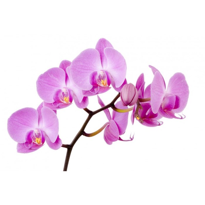 Stickers orchidee leroy merlin