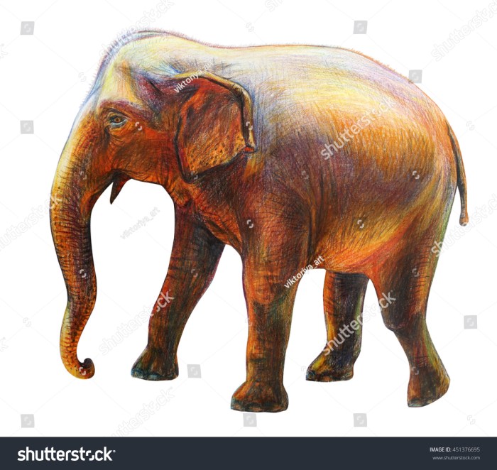 Dessin elephant couleur