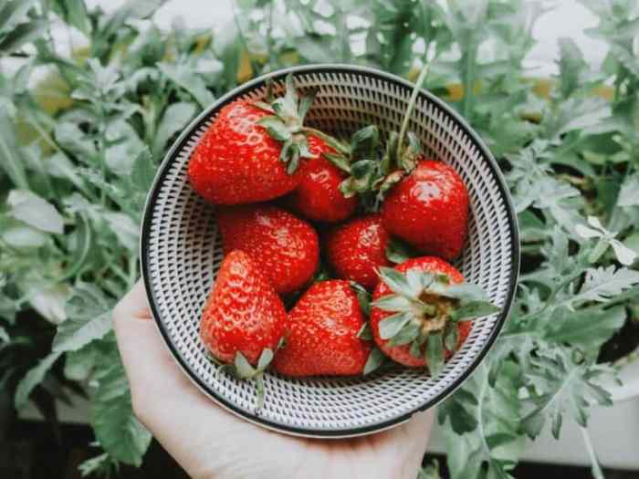 Strawberries indoors alpine grow strawberry plants growing gardeners homegardeners