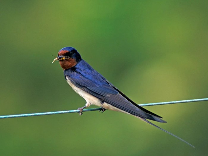 Une hirondelle dans les tiroirs