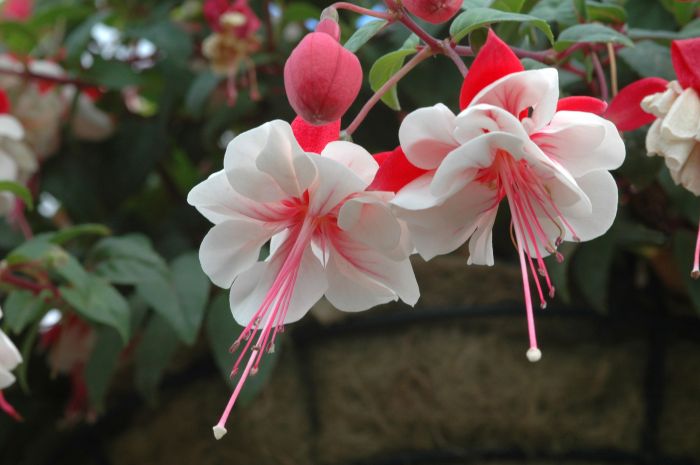 Chambre fushia et blanc