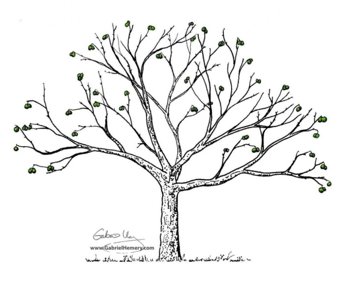 Arbre sans feuille dessin